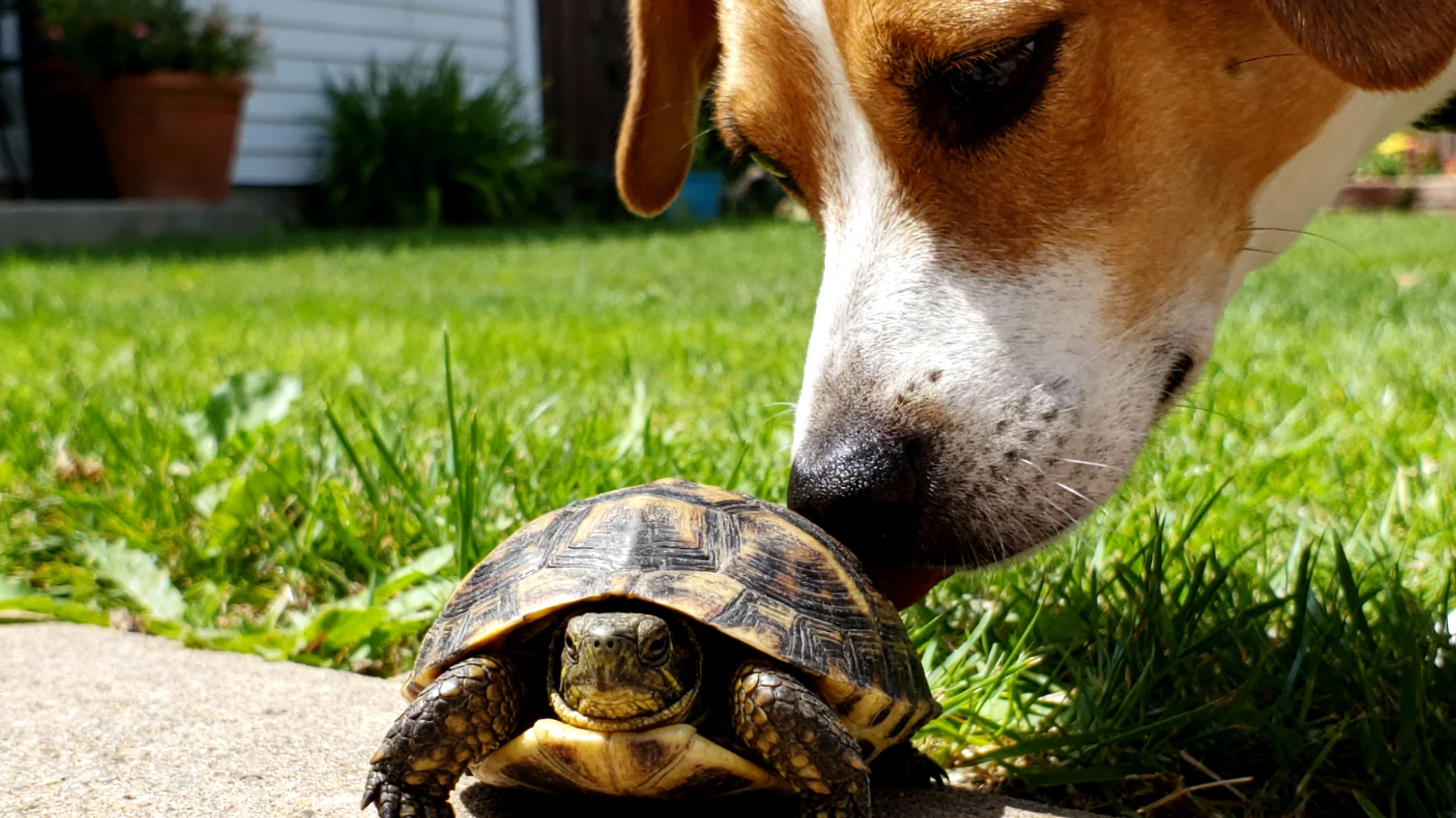Schildkröten können beim Zusammenleben mit anderen Tieren durch Stress, Verletzungen oder Übertragung von Krankheiten gefährdet sein, da sie langsam und wehrlos sind und spezielle Haltungsbedingungen benötigen"
