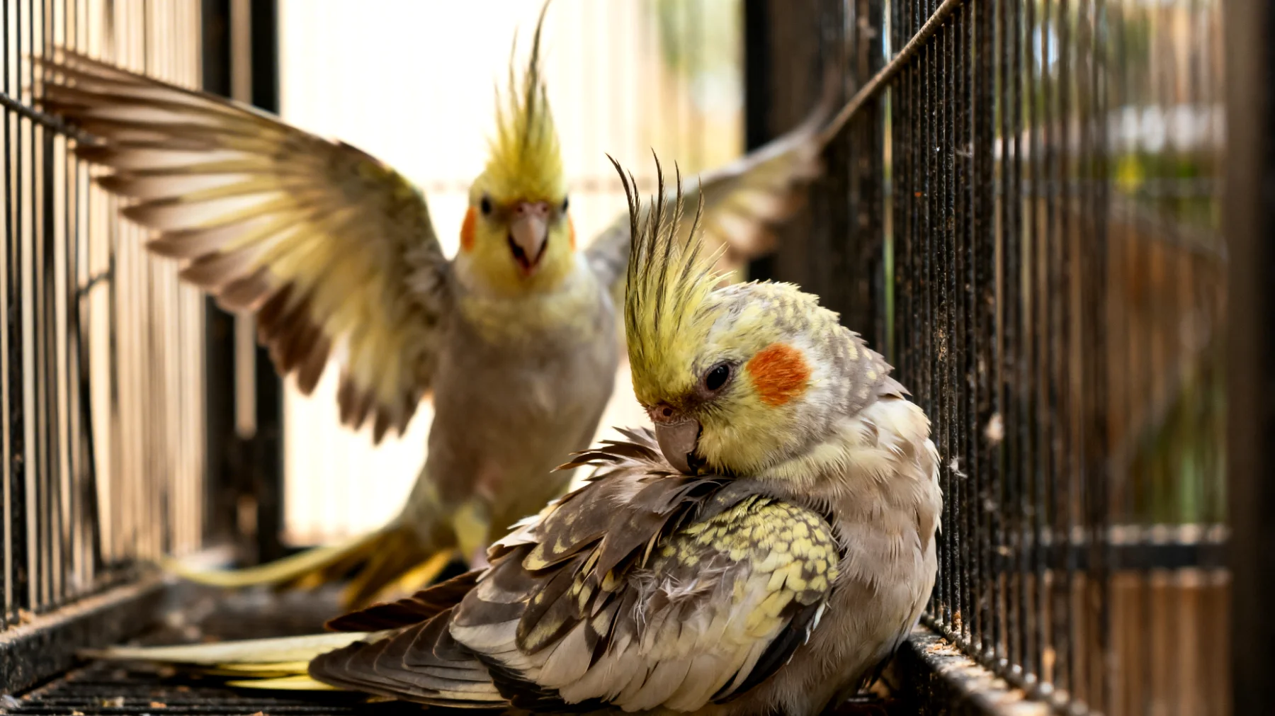 Nymphensittiche zeigen aggressive oder territoriale Verhaltensweisen gegenüber anderen Vögeln im gemeinsamen Käfig oder Voliere, was zu Stress, Federpicken und Verletzungen führen kann"