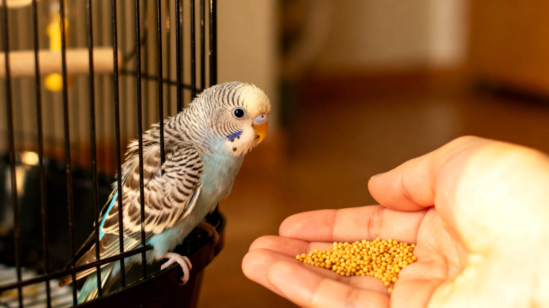 Junger Wellensittich zeigt Angst und Scheu gegenüber Menschen und benötigt eine sanfte, altersgerechte Eingewöhnung, um Vertrauen aufzubauen und sich an sein neues Zuhause zu gewöhnen"