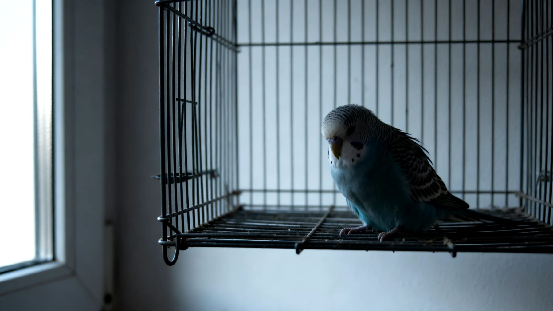 Wellensittiche benötigen regelmäßiges Training und geistige Stimulation in der Wohnung, um Langeweile und Verhaltensprobleme wie übermäßiges Schreien, Federpicken oder Aggressivität zu vermeiden"